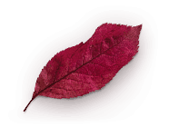 red leaf