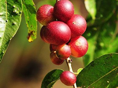 Camu Camu Berry