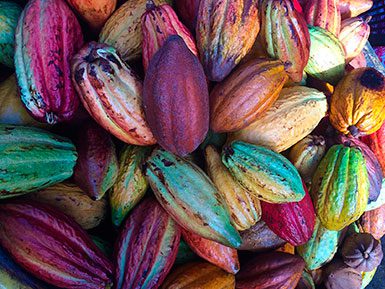 Native Cacao Pods