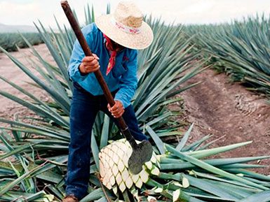 The Jimador cutting off the agave leaves