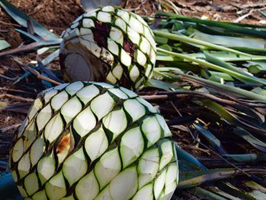 The core or "piña" of the agave