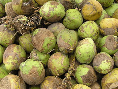 Coconuts sourced from Sri Lanka & Philippines