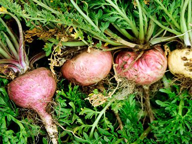 Maca Root Plant