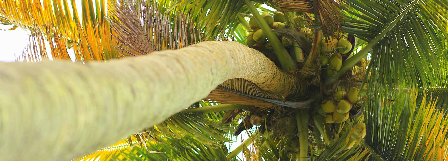 Coconut Nectar – Production Process
